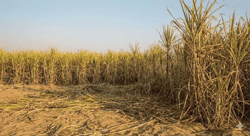 Ingredient sourcing in Cholistan